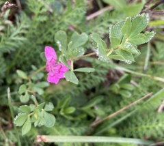 Angiospermae