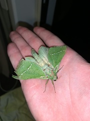Aenetus virescens