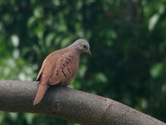 Columbina talpacoti rufipennis