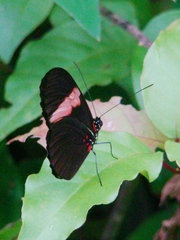 Heliconius erato hydara