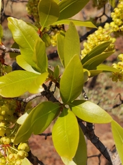 Ochna pulchra