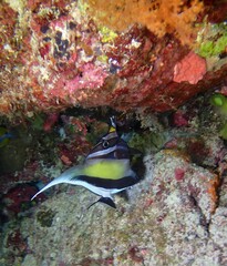 Zanclus cornutus