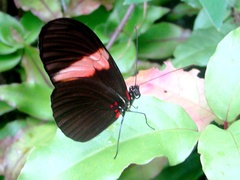 Heliconius erato hydara