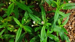Oldenlandia corymbosa