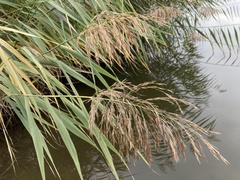 Phragmites australis