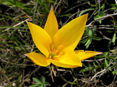 Tulipa sylvestris