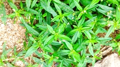 Oldenlandia corymbosa