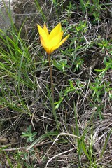 Tulipa sylvestris
