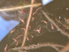 Pelodryadidae