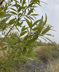Salix