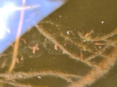 Pelodryadidae