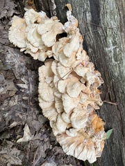 Laetiporus cincinnatus