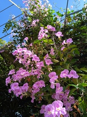 Bignonia