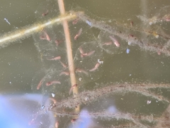 Pelodryadidae