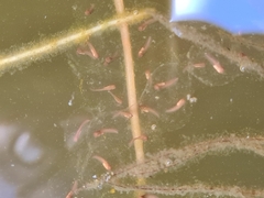 Pelodryadidae