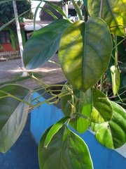 Bignonia