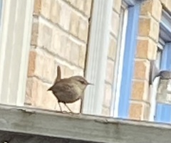 Troglodytes hiemalis