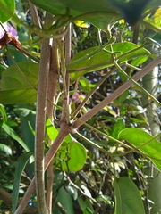 Bignonia
