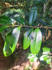 Siphonodon australis