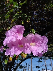 Bignonia