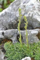 Saxifraga paniculata