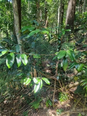 Siphonodon australis