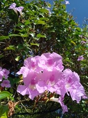 Bignonia