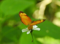 Tegosa anieta