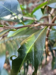 Siphonodon australis