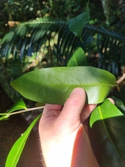 Siphonodon australis