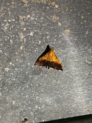 Pyrausta bicoloralis
