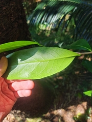 Siphonodon australis