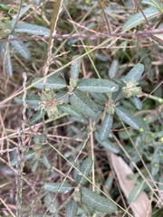 Croton glandulosus