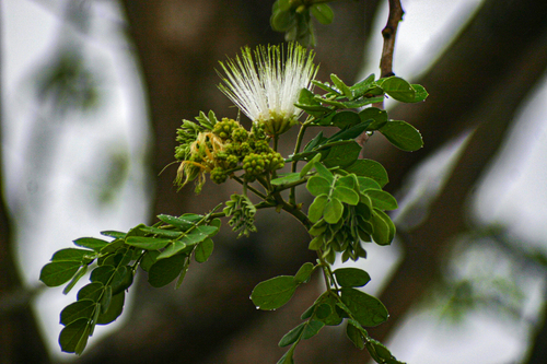 Albizia versicolor image