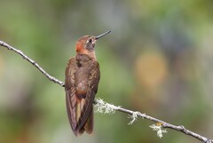 Aglaeactis cupripennis