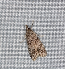 Pyraloidea
