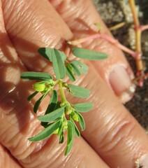 Euphorbia polygonifolia