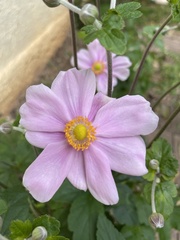 Eriocapitella hupehensis