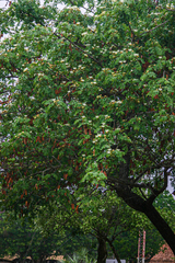 Albizia versicolor image