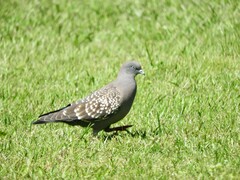 Patagioenas maculosa