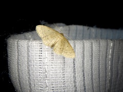 Idaea invalida