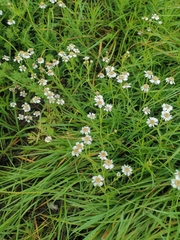 Achillea ptarmica