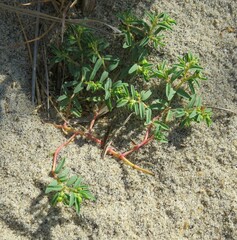 Euphorbia polygonifolia