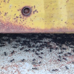 Camponotus compressus