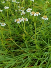 Achillea ptarmica