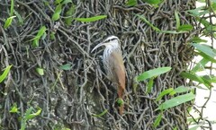 Lepidocolaptes angustirostris