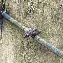 Scinax argyreornatus