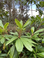 Rhododendron ponticum
