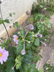 Eriocapitella hupehensis