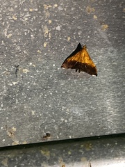 Pyrausta bicoloralis